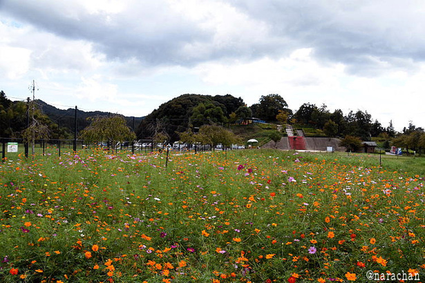 D72_8485.JPG
