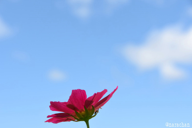D72_8516.JPG