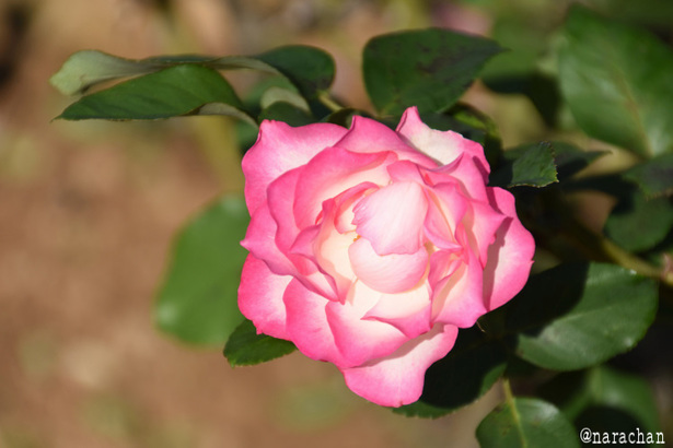 D72_9017.JPG