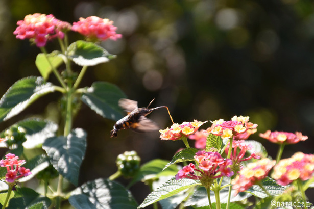 D72_9038.JPG