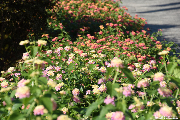 D72_9043.JPG