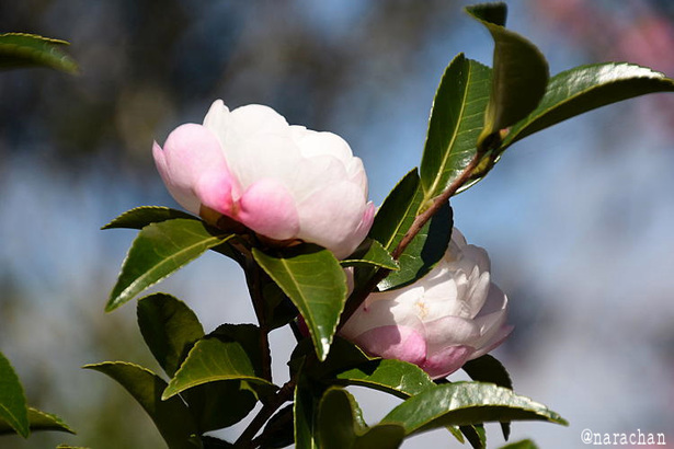 D72_9135.JPG