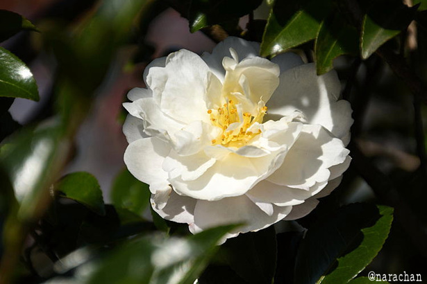 D72_9137.JPG