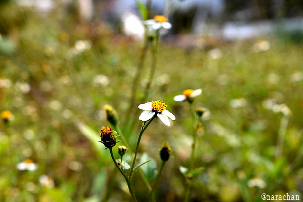 D72_9346.JPG
