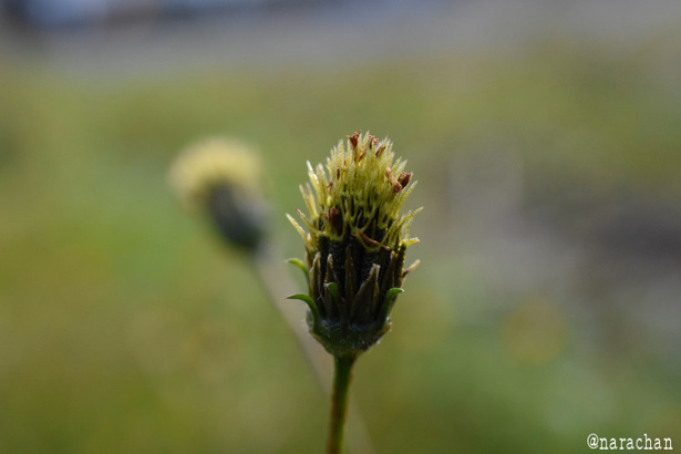 D72_9350.JPG