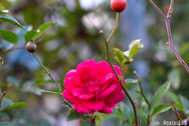D72_9354.JPG