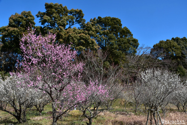 D72_9930.JPG