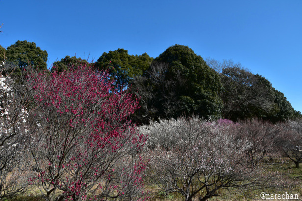 D72_9932.JPG