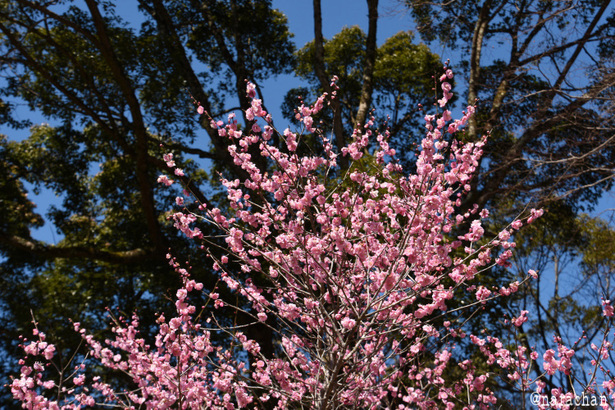 D72_9943.JPG