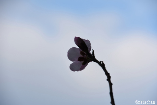 D72_9978.JPG