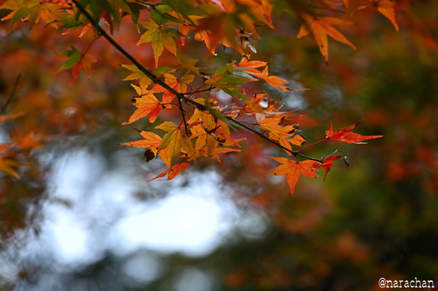 DSC_0252.JPG