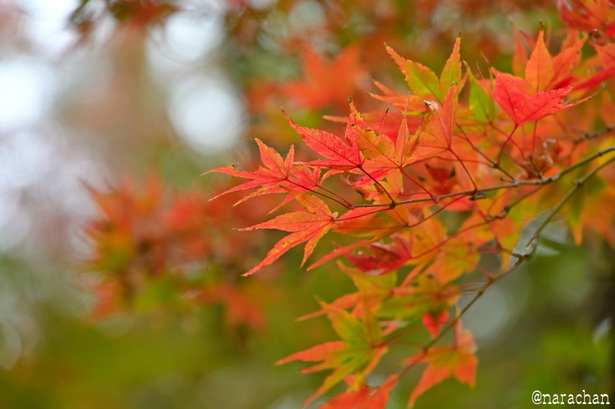 DSC_0264.JPG