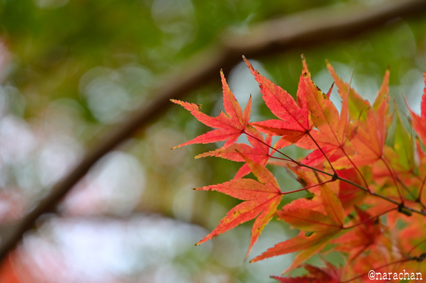 DSC_0267.JPG