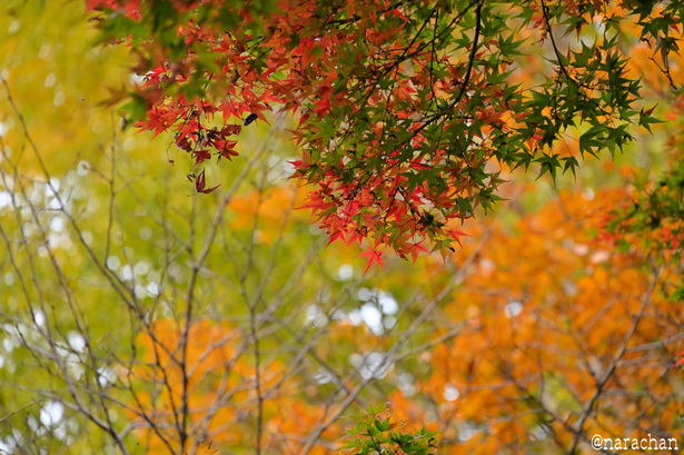 DSC_0270.JPG