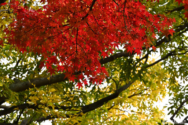 DSC_0298.JPG