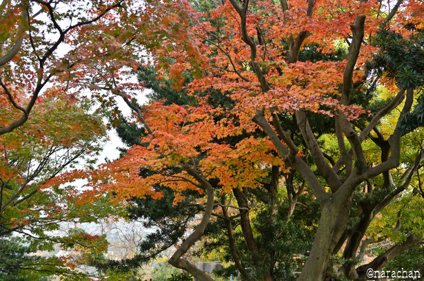 DSC_0301.JPG