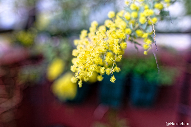 DSC_0346_DxO.JPG
