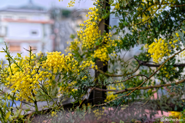 DSC_0348_DxO.JPG
