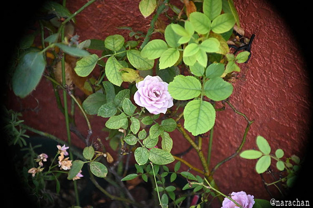 DSC_0459.JPG