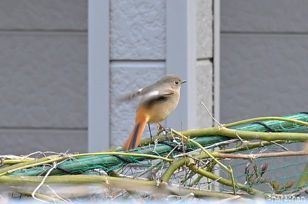 DSC_0973.JPG