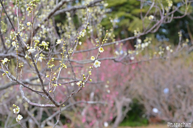 DSC_0985.JPG
