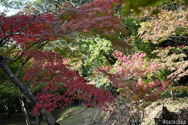 DSC_0996.JPG