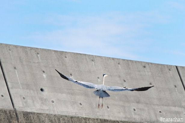DSC_1153.JPG