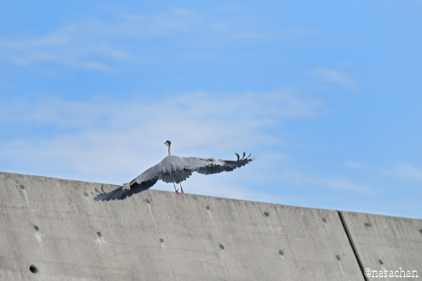 DSC_1156.JPG