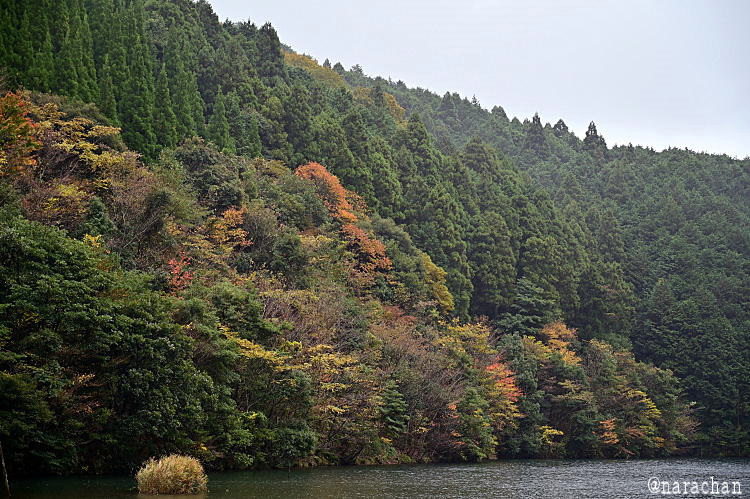 一の俣桜公園の紅葉 Narachan