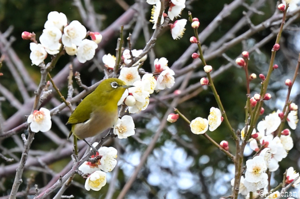 DSC_1187.JPG