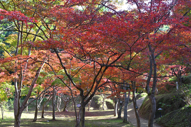 DSC_1187.JPG