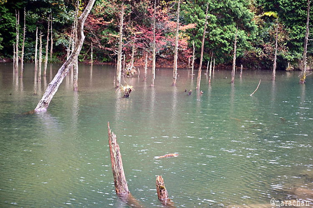 DSC_1187.JPG