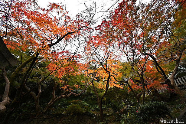 DSC_1219.JPG