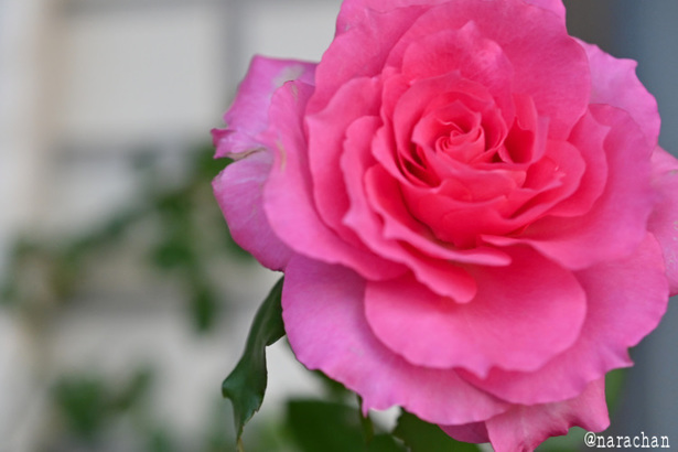 DSC_1238.JPG