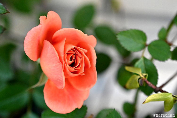 DSC_1239.JPG