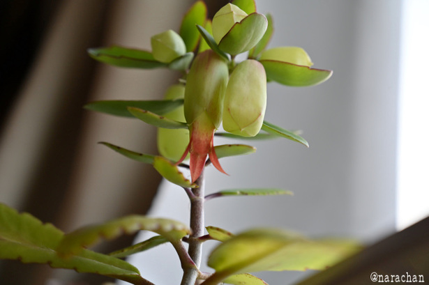 DSC_1749.JPG