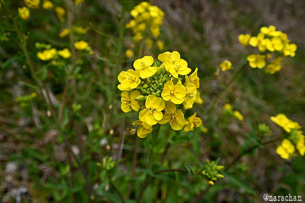 DSC_1814.JPG