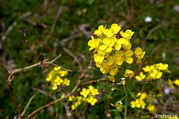 DSC_1815.JPG