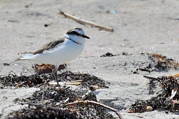 DSC_1845.JPG