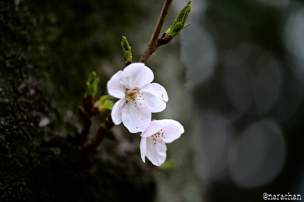 DSC_1930.JPG