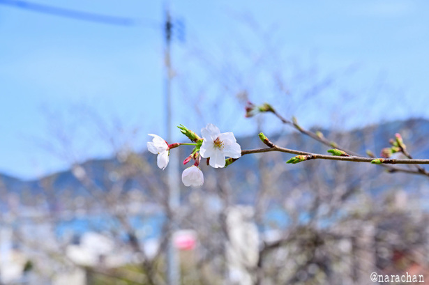 DSC_2200_00001.JPG