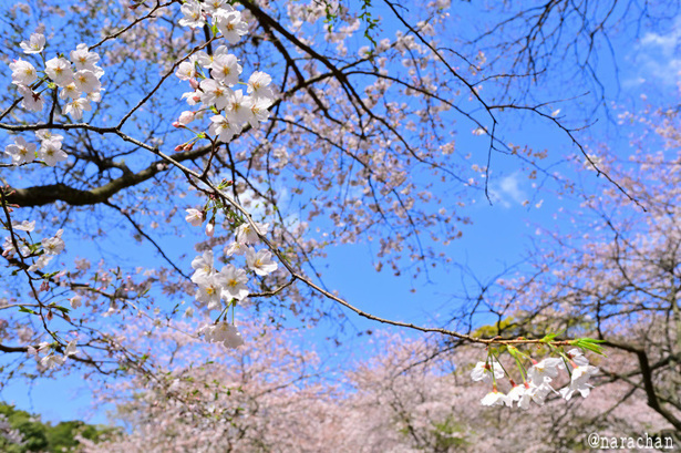 DSC_2351.JPG