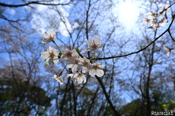 DSC_2352.JPG