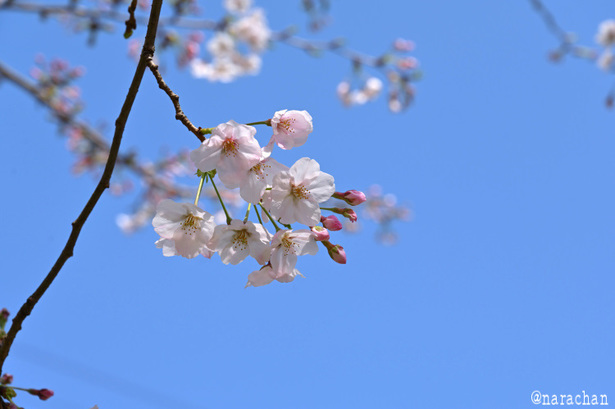 DSC_2377.JPG