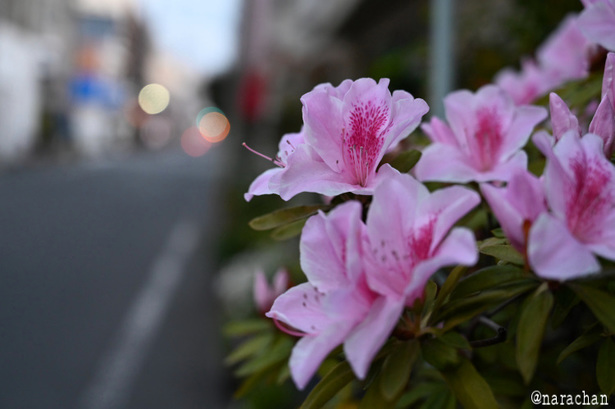 DSC_2554.JPG