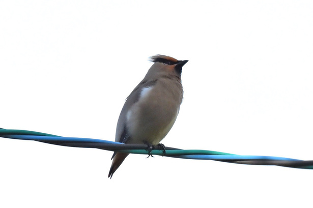 DSC_2557.JPG
