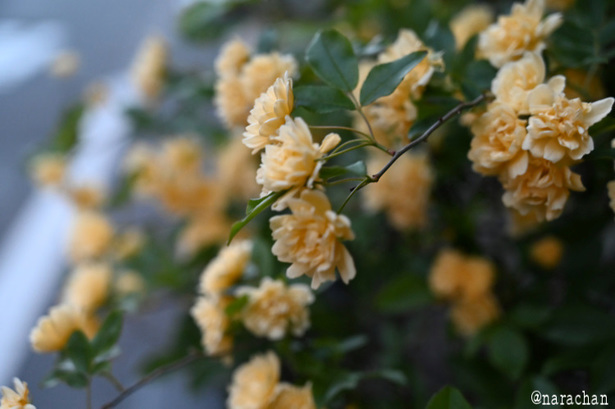 DSC_2557.JPG
