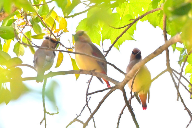 DSC_2560.JPG