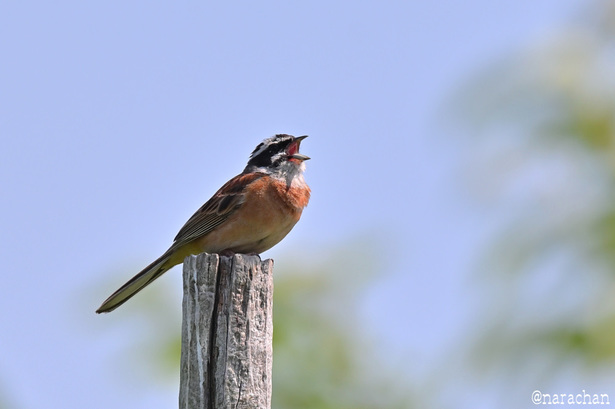 DSC_2971.JPG