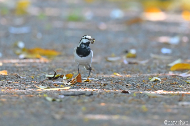 DSC_2986.JPG